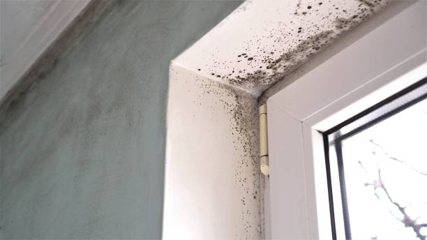 Best Basement Mold Removal  in Brazil, IN
