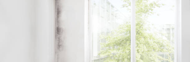 Best Black Mold Removal  in Brazil, IN